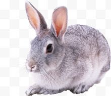一只灰色兔子