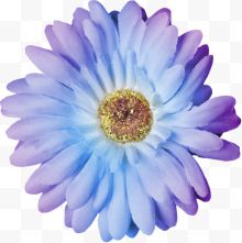 蓝紫色菊花花卉