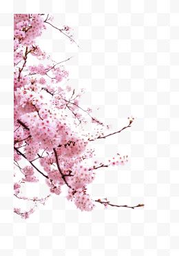 粉色樱花树枝装饰