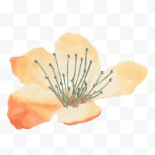 水彩橙色小花