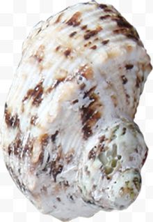 白色棕色斑点海螺