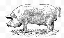 农场动物家猪素描线稿...