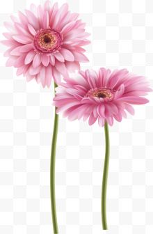 两朵粉色菊花
