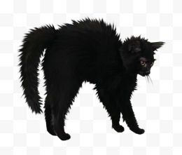 万圣节愤怒的黑猫
