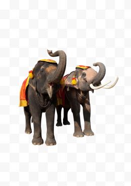 两头大象