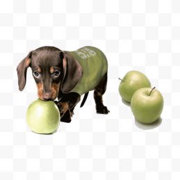 小狗和苹果