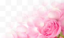 粉色玫瑰花瓣海报背景七夕情人节