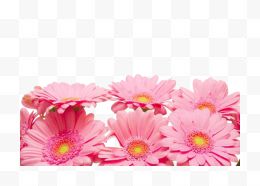 粉色小菊花装饰