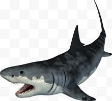 张开锋利嘴巴的鲨鱼