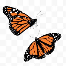 两只橙色蝴蝶