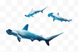 蓝色游泳鲨鱼