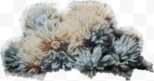 海洋珊瑚