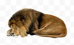 睡觉的雄狮子