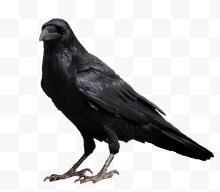 鸟类动物黑色的乌鸦...