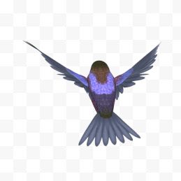 紫蓝翡翠鸟7