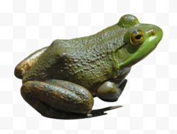 绿色小青蛙