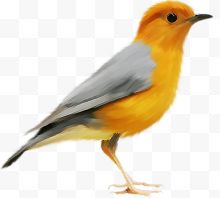 一只黄鹂鸟