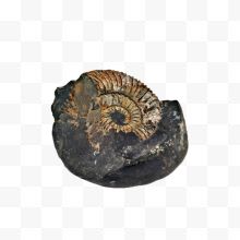 黑色软体动物菊石生物化石实物