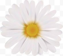 一朵矢量白色菊花