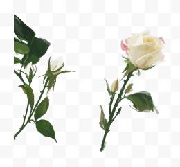 白色手绘玫瑰