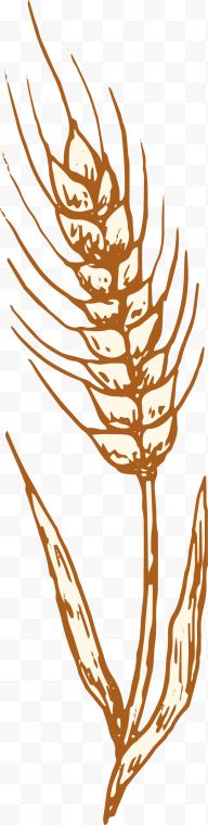 金秋麦穗植物图