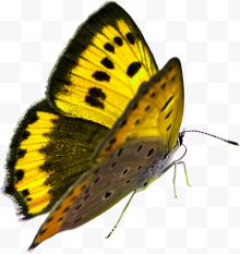 清新高清自然动物蝴蝶
