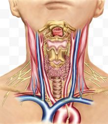 甲状腺内分泌系统