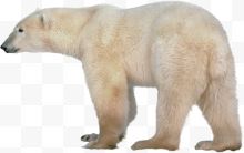 极地白熊