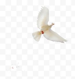 白色信鸽和平使者