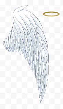 白色天使羽毛