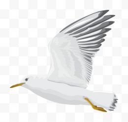 飞翔的灰白色海鸥矢量图
