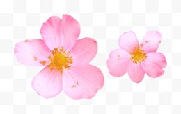 两朵粉色小花