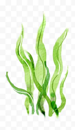 浅绿色条状流动海草