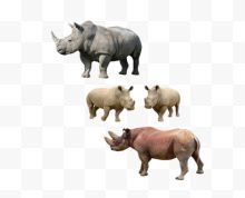 动物犀牛