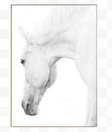 白色马匹创意装饰画