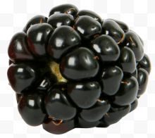 新鲜的单一的黑莓