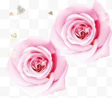 粉色玫瑰花海