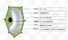 生物学细胞明细图