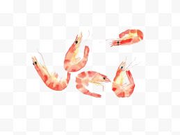 手绘红色虾