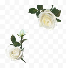 两朵白色玫瑰花