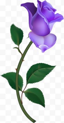 一朵紫色玫瑰花
