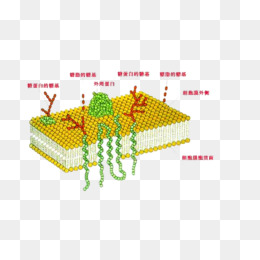 高中生物细胞蛋白质图