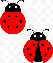 两只红色瓢虫