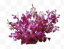 紫色梦幻花朵花束