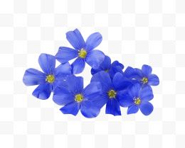 蓝色亚麻籽花 