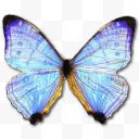 蓝色蝴蝶图标标本