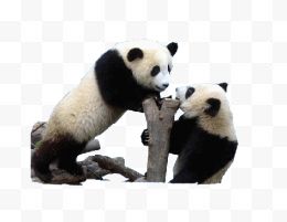 两只熊猫在玩耍