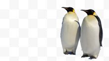 象征性企鹅家庭