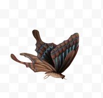 褐色蝴蝶动物