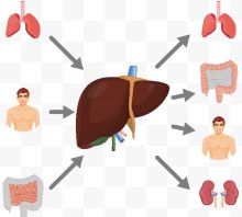 矢量人体肝脏下载